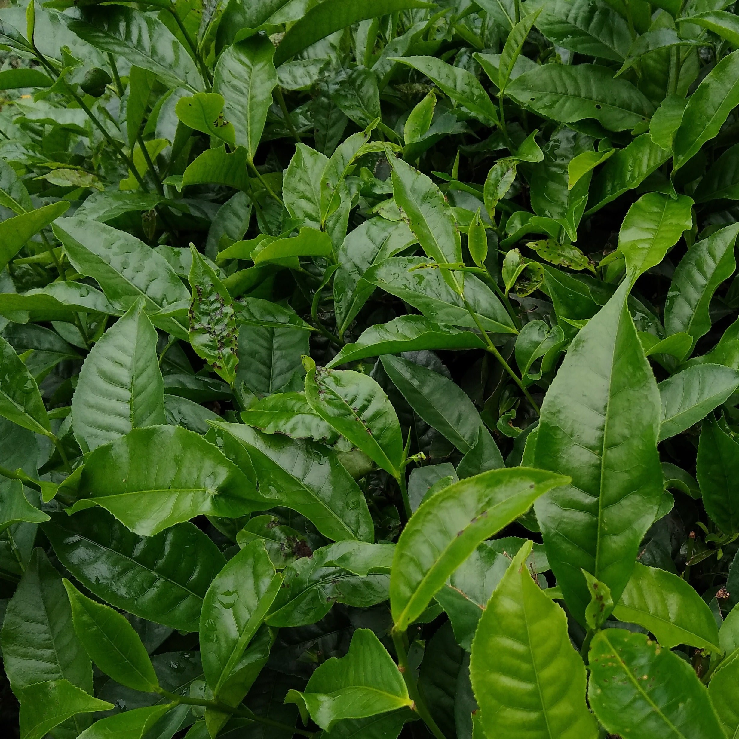 Bakker Théier Camellia sinensis pot Ø 10,5cm 20-30cm persistant