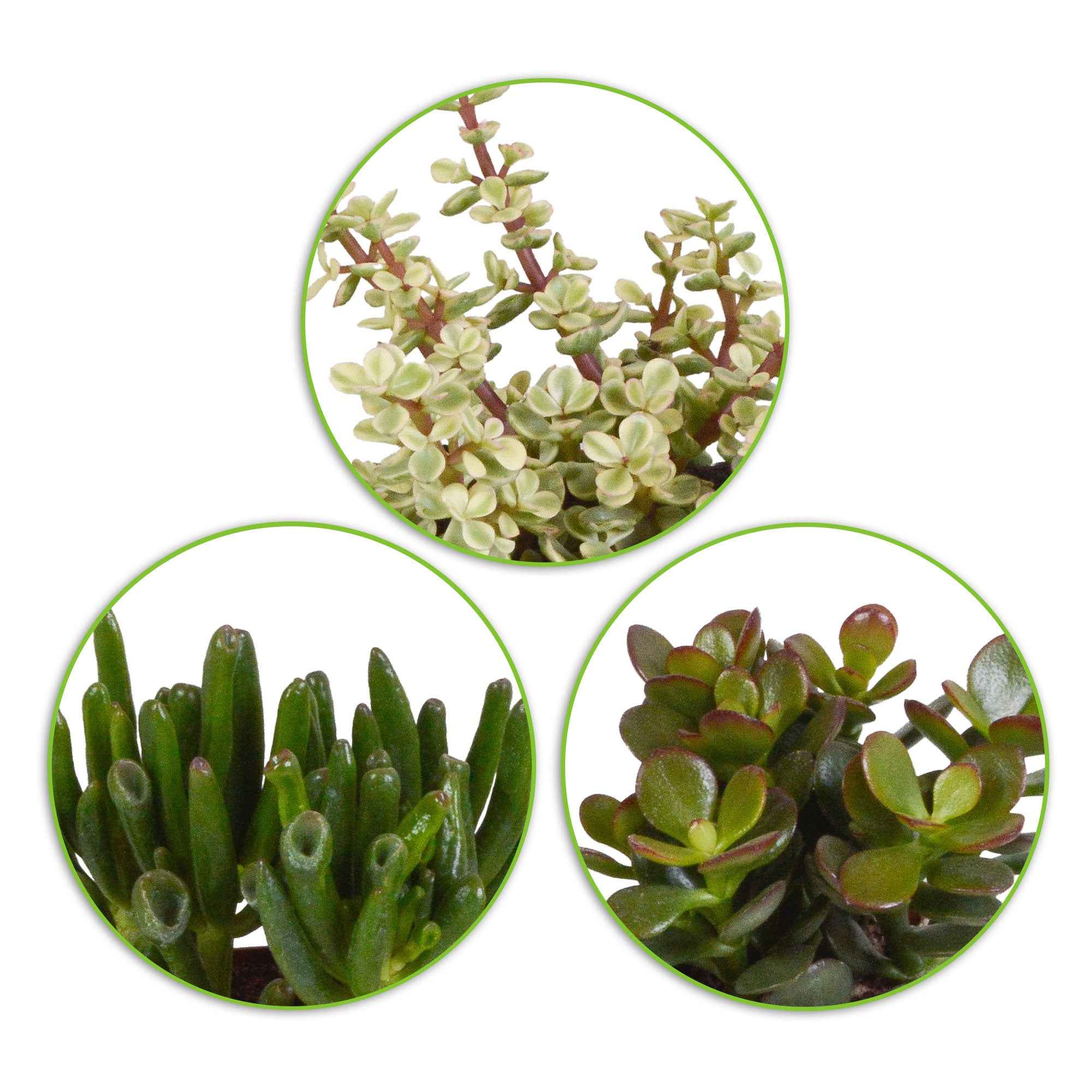 Bakker 3 Mélanges de crassulas plante grasse 3 pots 8,5 cm