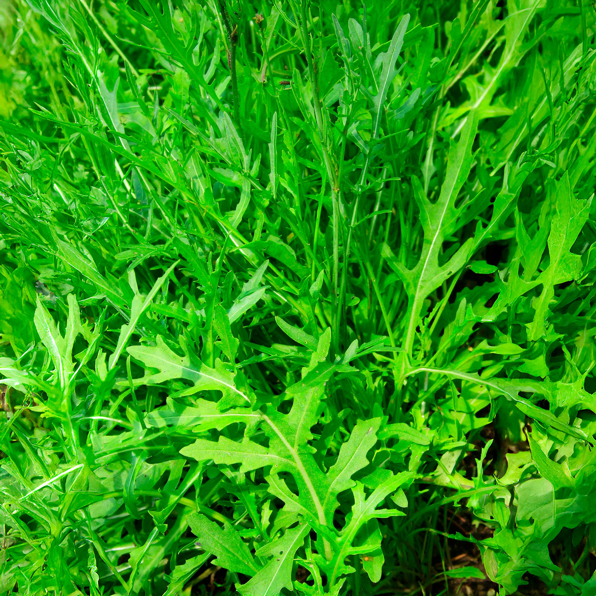 Bakker Roquette Wildfire Wasabi graines sachet piquant