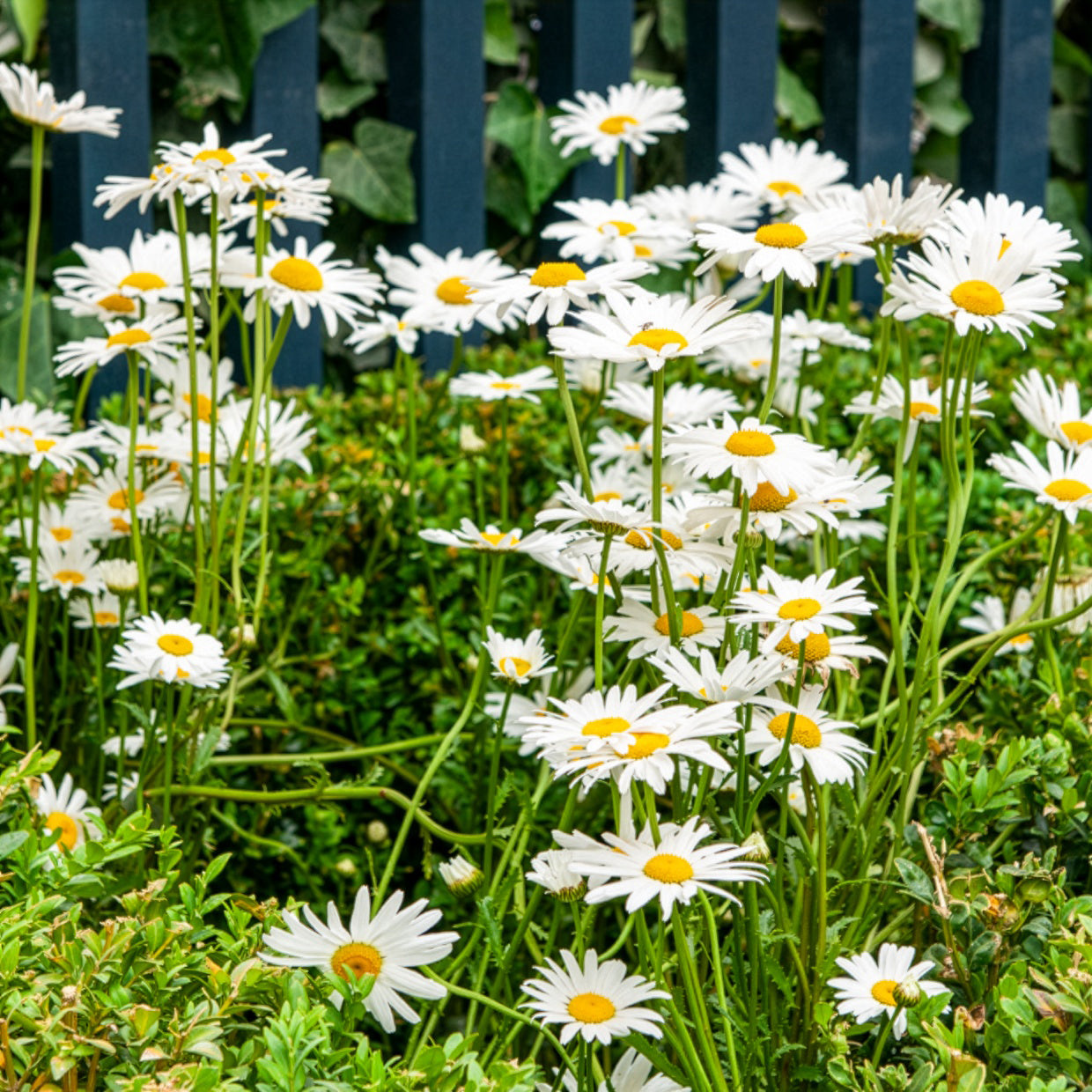Bakker Plantes vivaces Marguerite commune fleur blanche pot 9cm