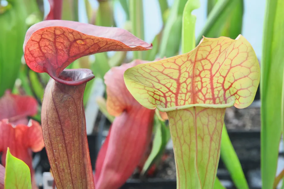 Carniflore Sarracenia Whale Tail plante 1 point chapeau large 50 cm