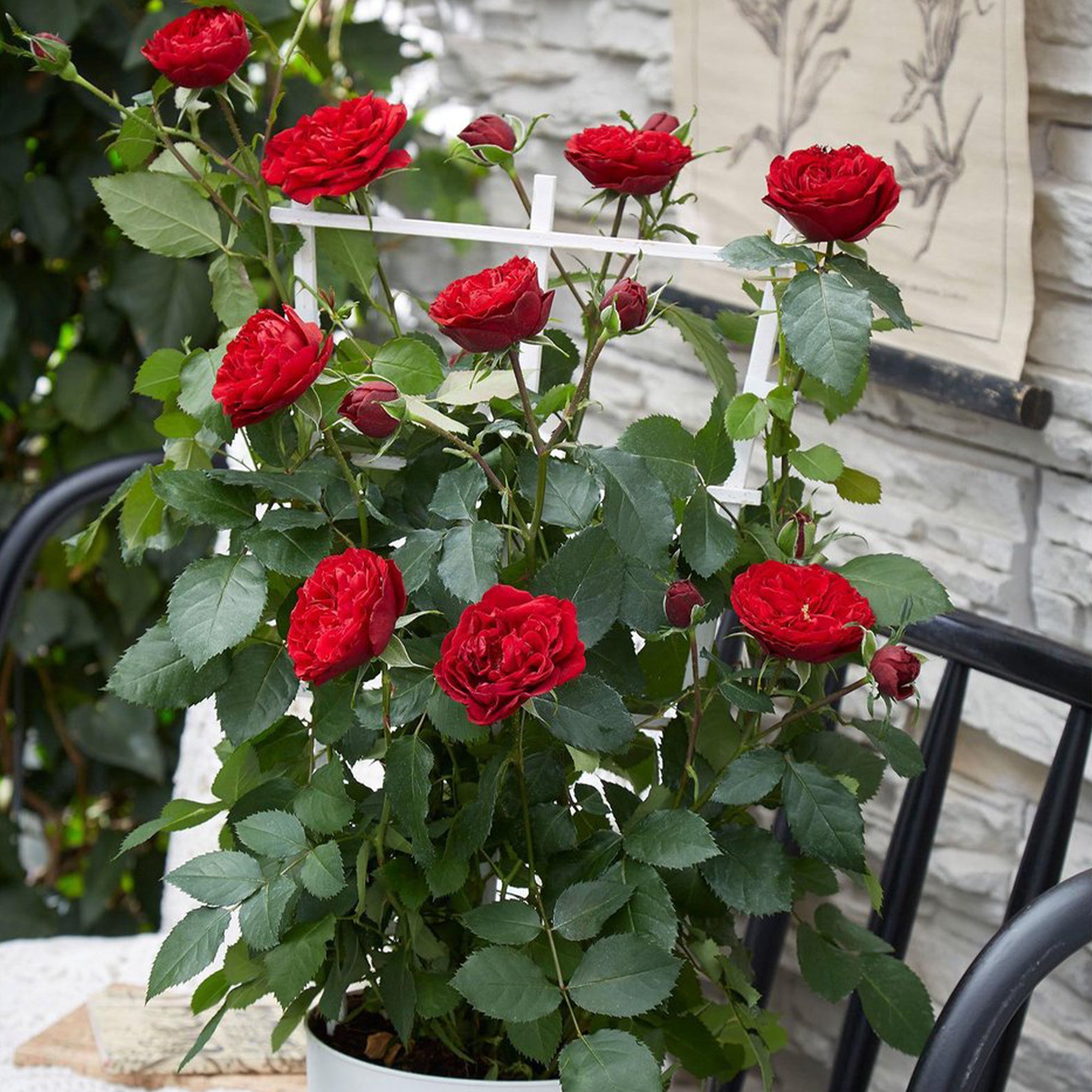 Bakker Rosiers Crazy in Love grimpant pot Ø15cm rouge 40-50cm