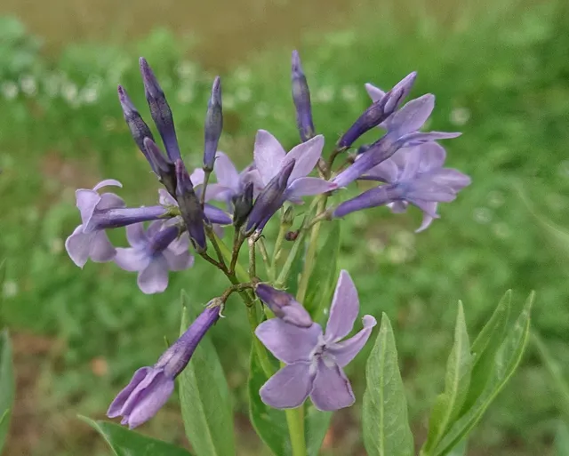 Passion Vivaces Amsonia tabernaemontana Blue Ice plante pot 1L compacte