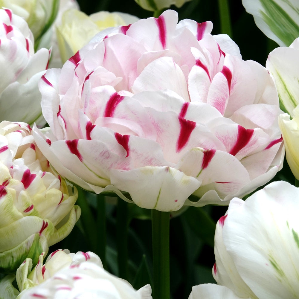 Bakker Dance Line tulipe double 7 bulbes multicolore