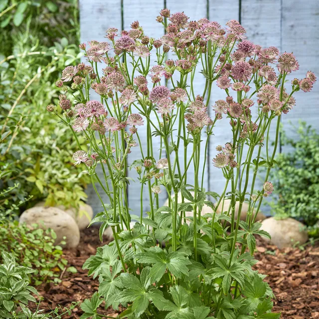 Bakker Plantes vivaces Astrance Roma pot 9cm rose longue floraison