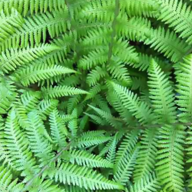 Bakker Plantes vivaces Fougère Tasmanie pot 9 cm