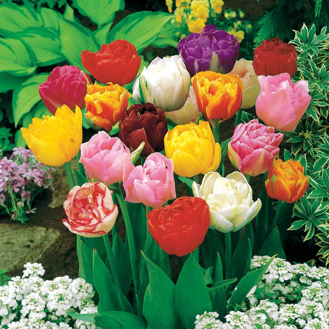 Bakker Tulipes à fleurs de pivoine 20 bulbes mélange