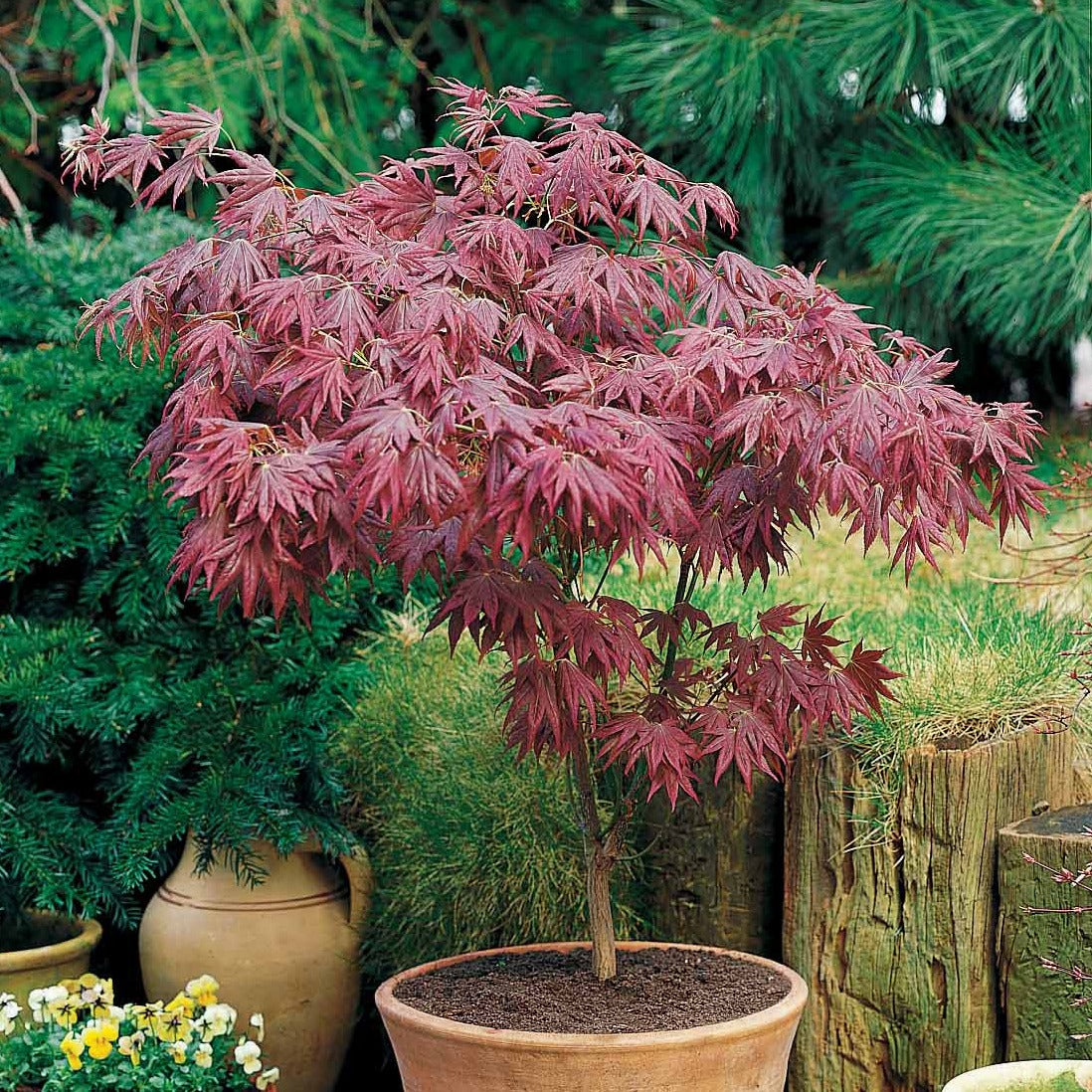 Bakker Érable Japon pourpre arbuste pot 12cm 20-30cm