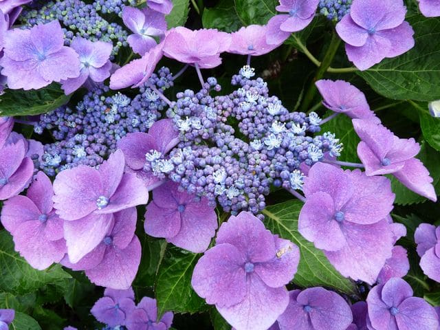 Les Hortensias du Haut Bois Zaunkönig hortensia macrophylla fleurs plates godet