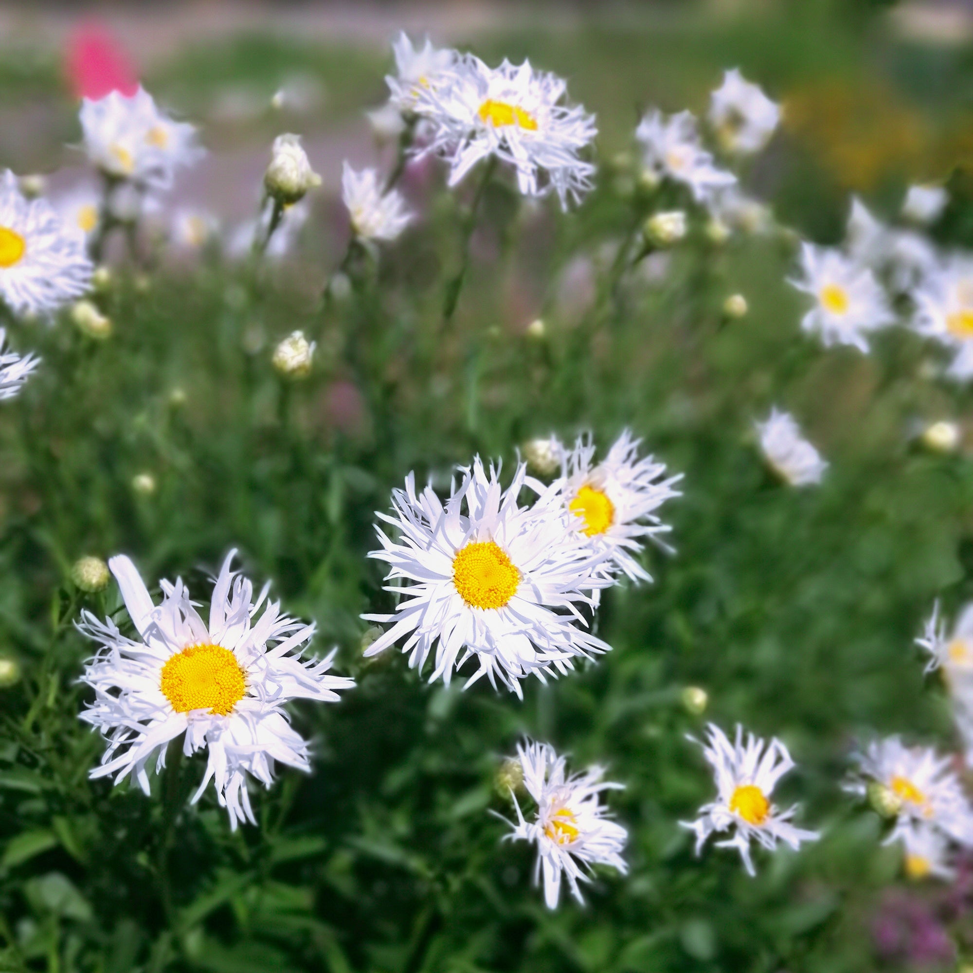 Bakker Old Court marguerite blanche 3 racines nues