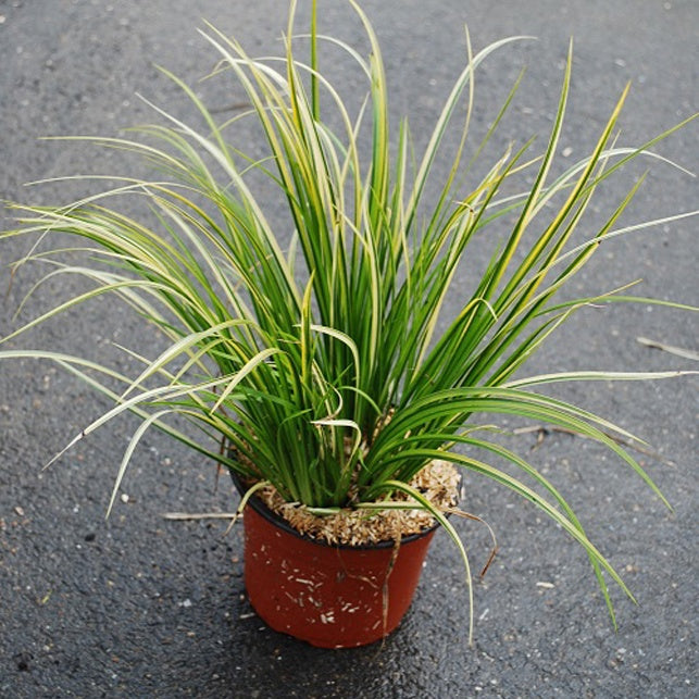 Bakker Acore graminée Ogon plante de bassin pot Ø 9cm