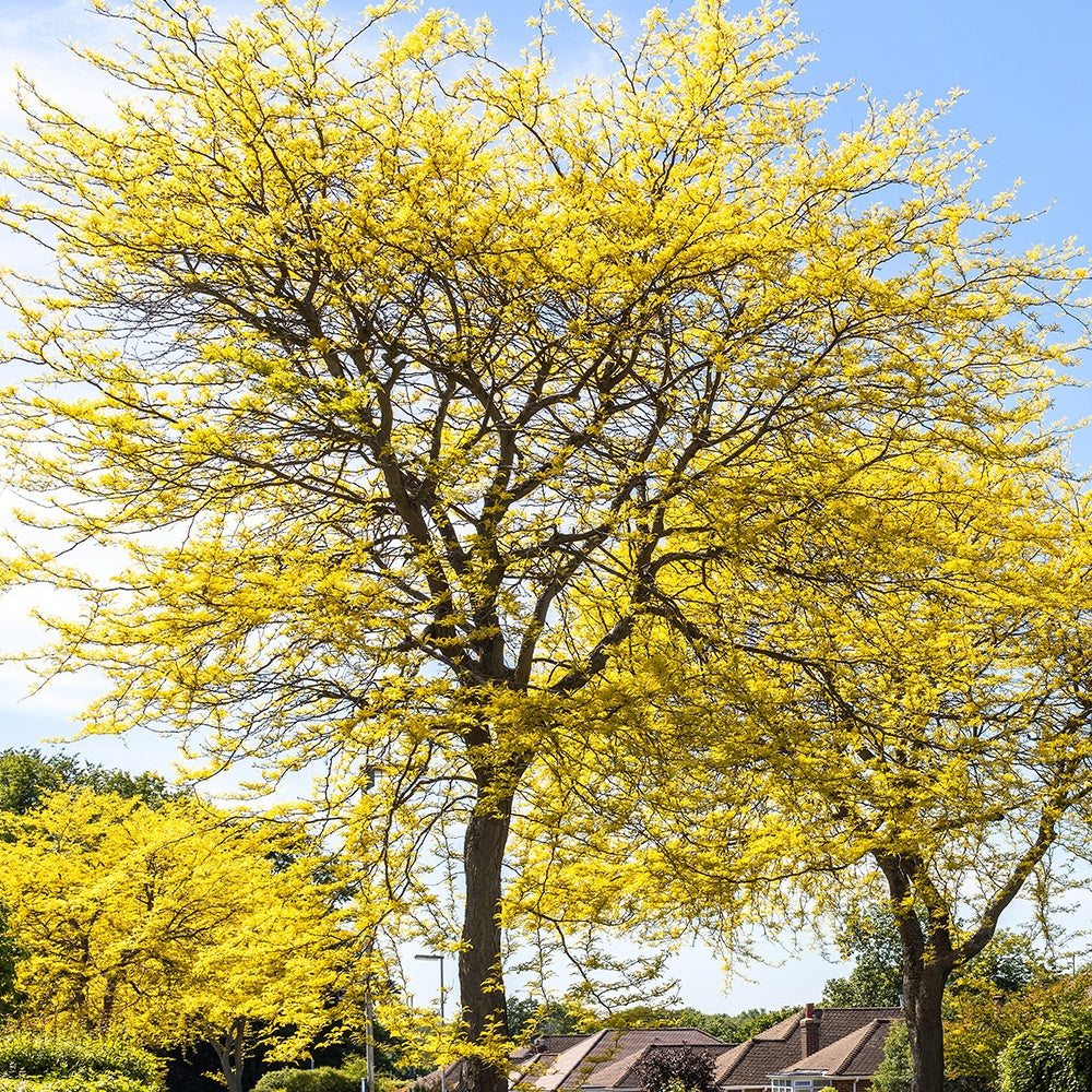 Bakker Févier d'Amérique Sunburst arbre pot 3L 80-100cm doré