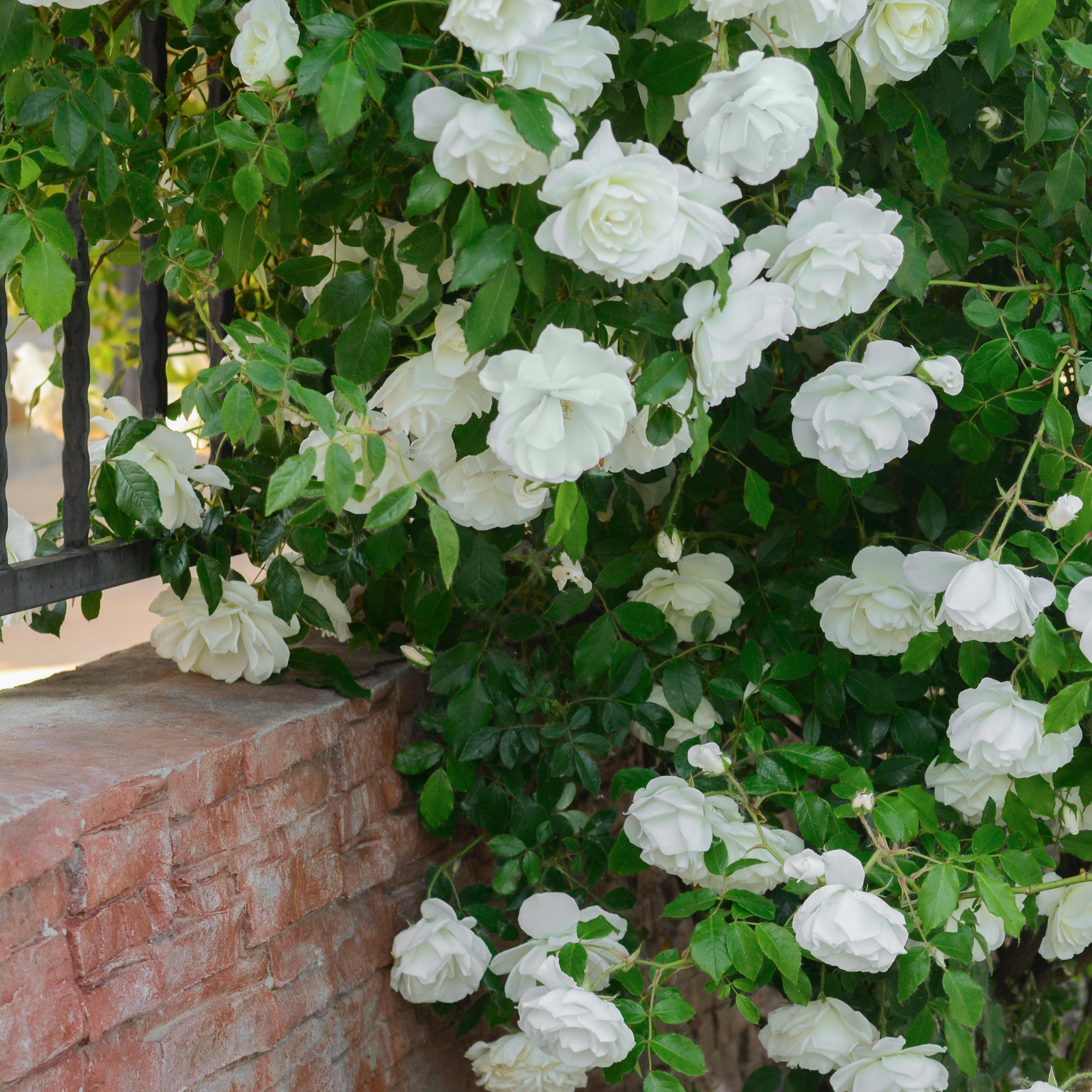 Bakker Rosiers Rosier grimpant blanc racine nue remontant