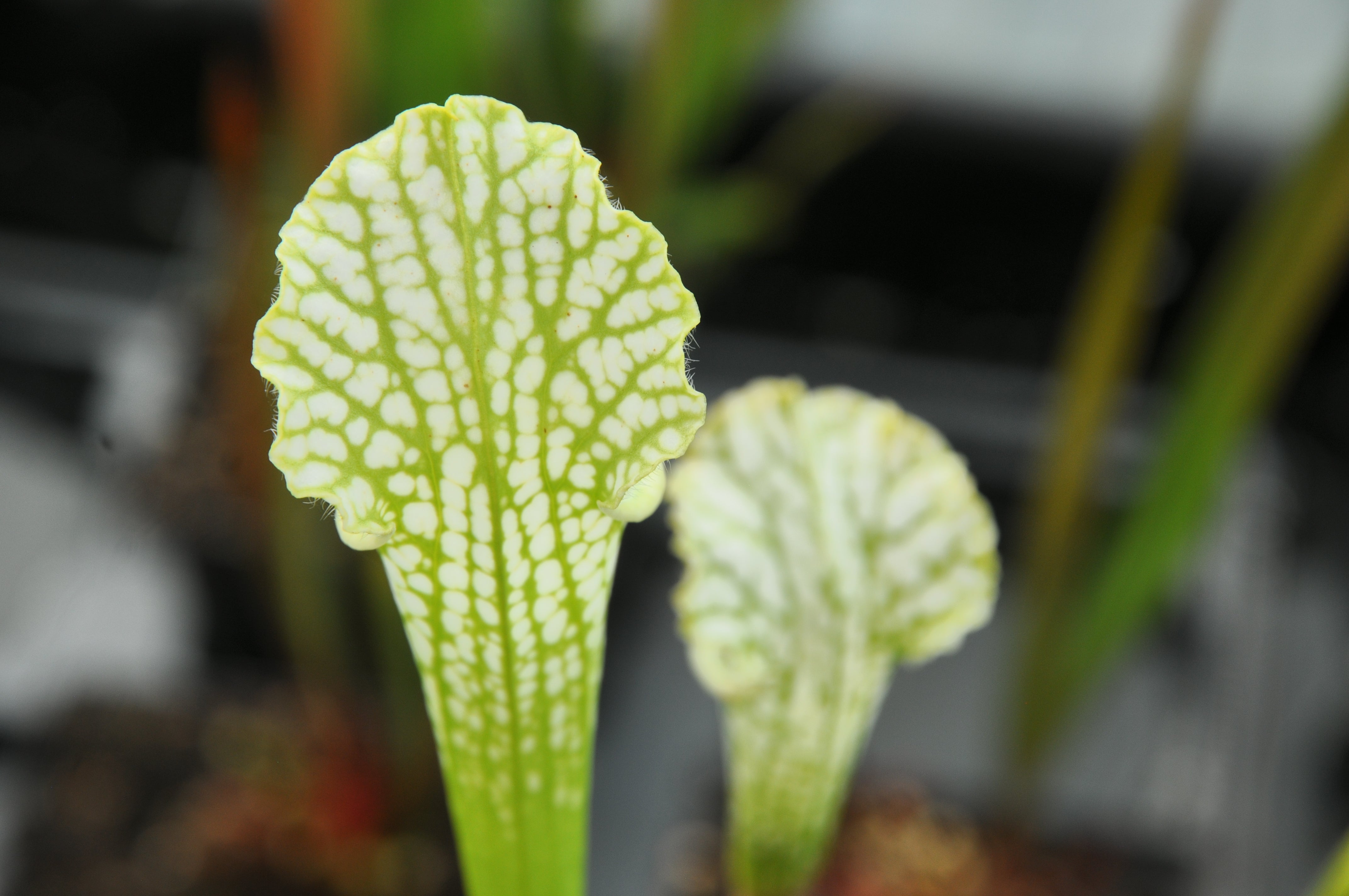 Carniflore Sarracenia leucophylla viridescens plante carnivore