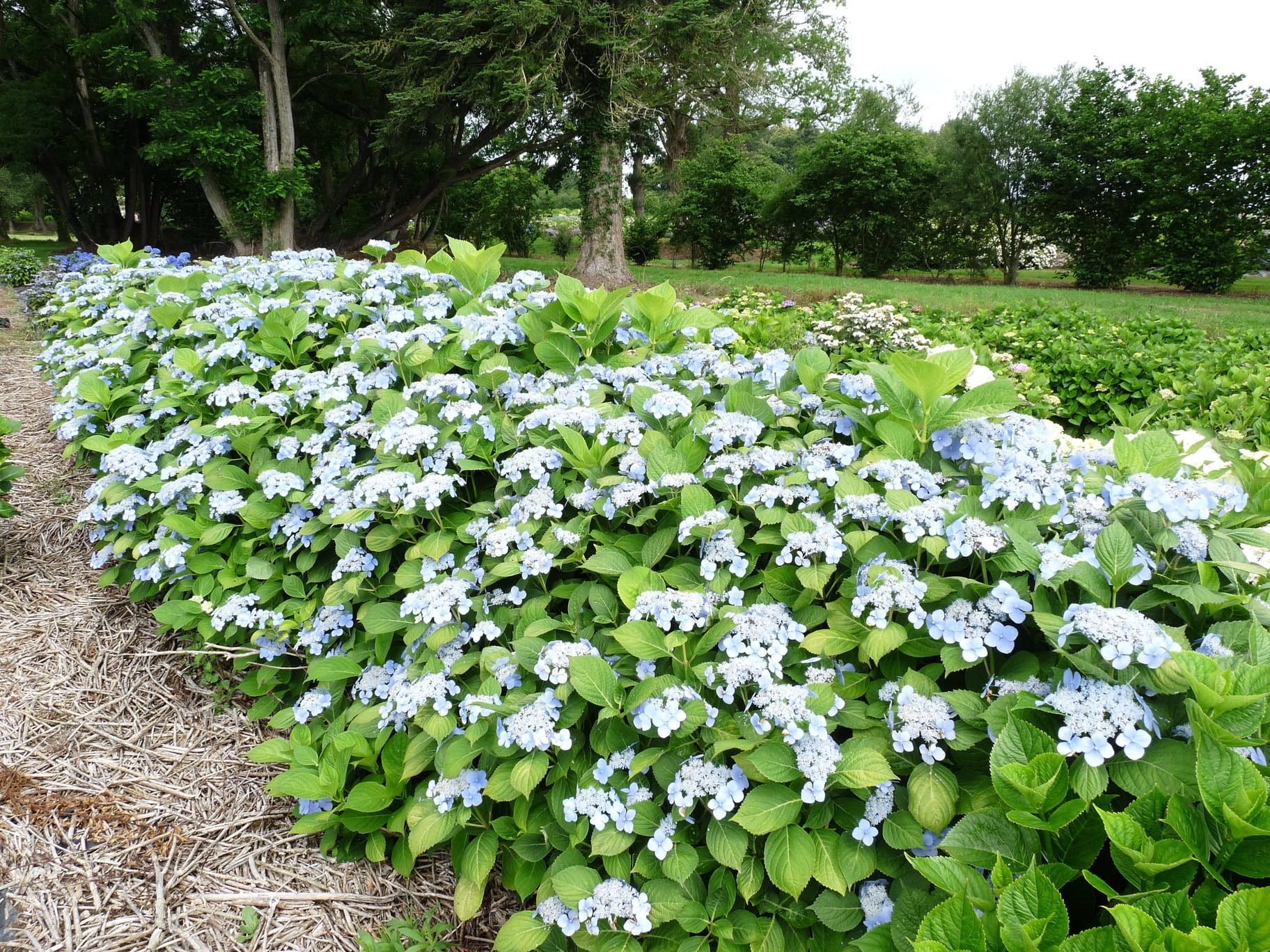 Les Hortensias du Haut Bois Ezo duoduma hortensia serrata godet