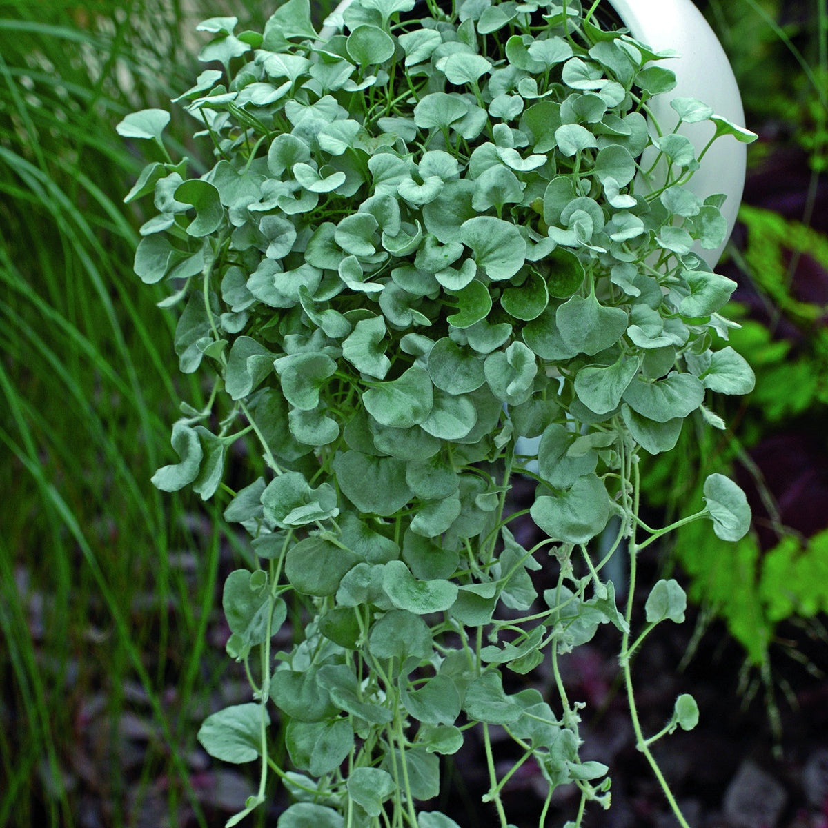Bakker Silver Falls dichondra plante retombante 3 pots Ø10,5cm