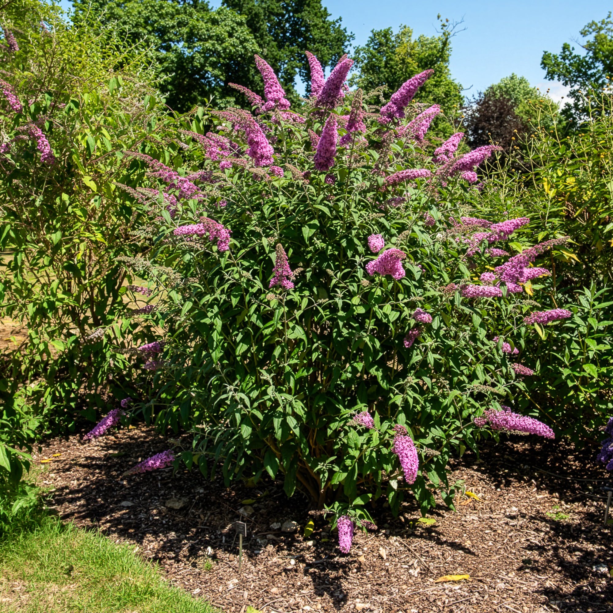 Bakker Pink Delight buddleia arbuste pot 2L 40-50cm rose