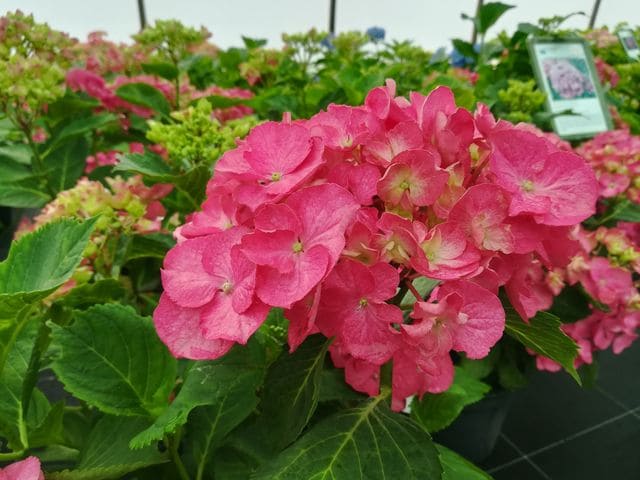 Les Hortensias du Haut Bois Pirate hortensia fleurs rondes godet