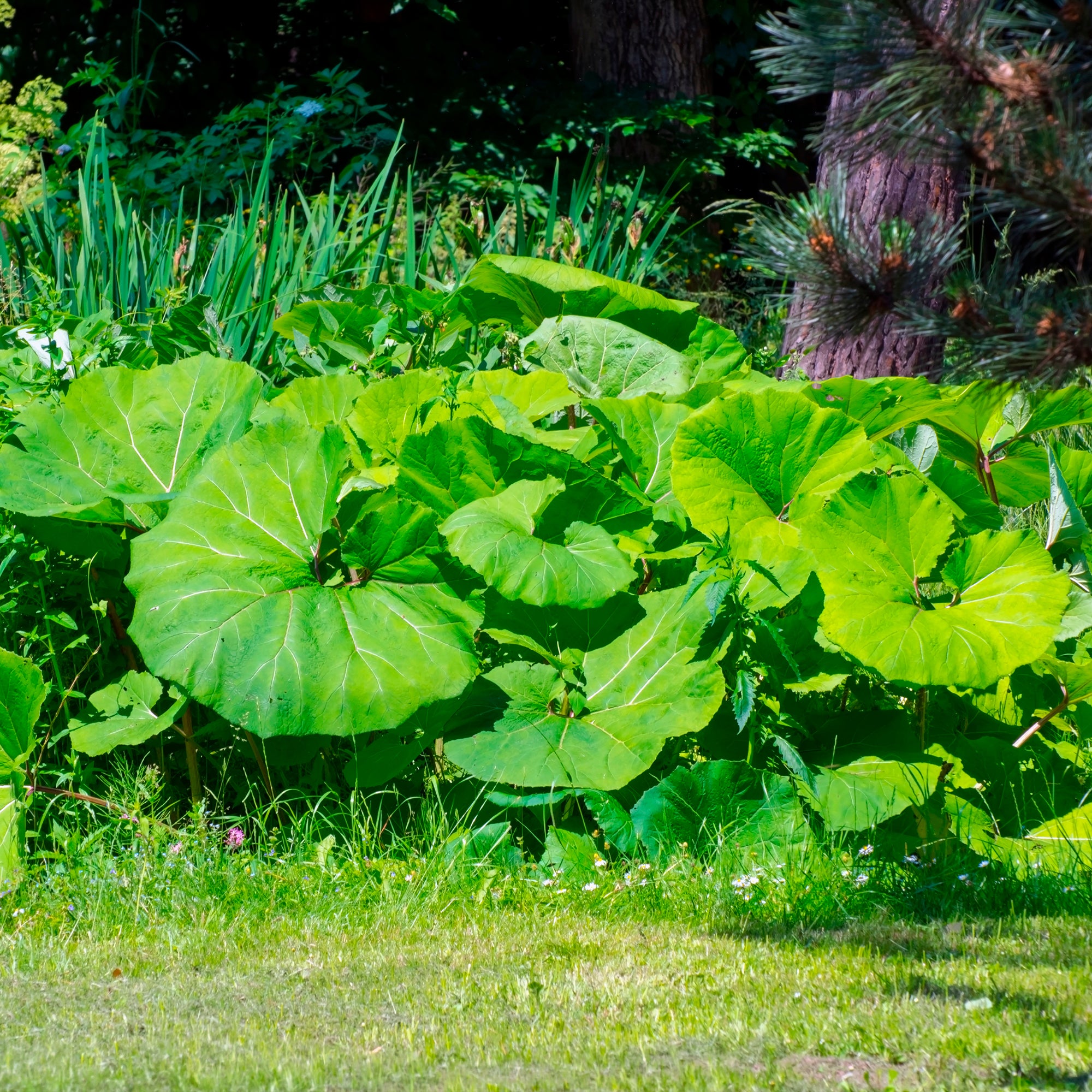 Bakker Plantes vivaces Grand pétasite feuilles géantes pot 9cm
