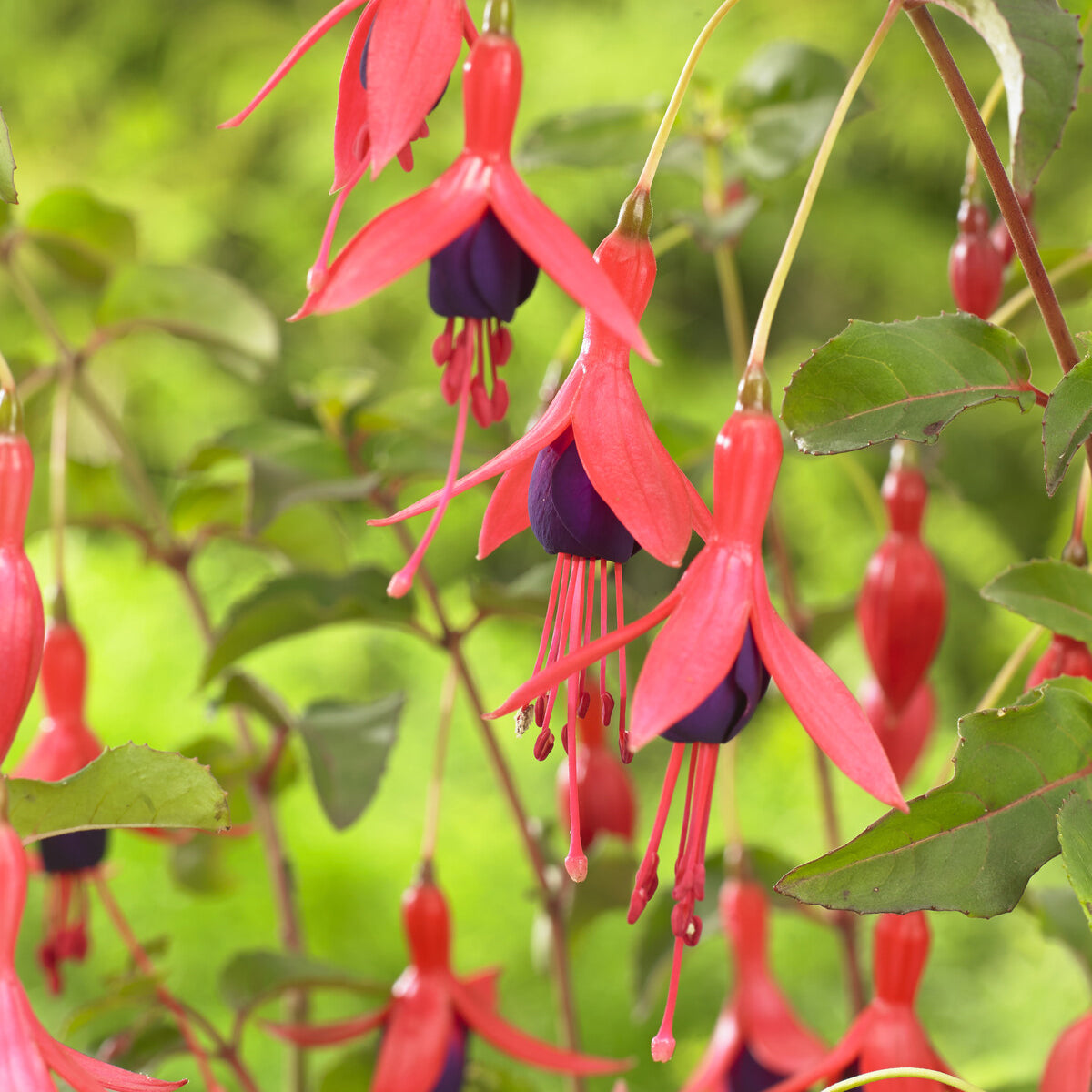 Bakker Fuchsia Mrs Popple plante terrasse pot Ø9cm rouge