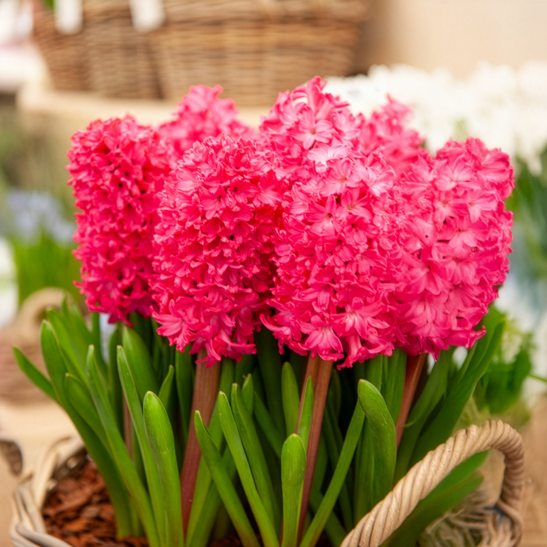Bakker Bulbes Jacinthes Jan Bos rouge lot 6 bulbes