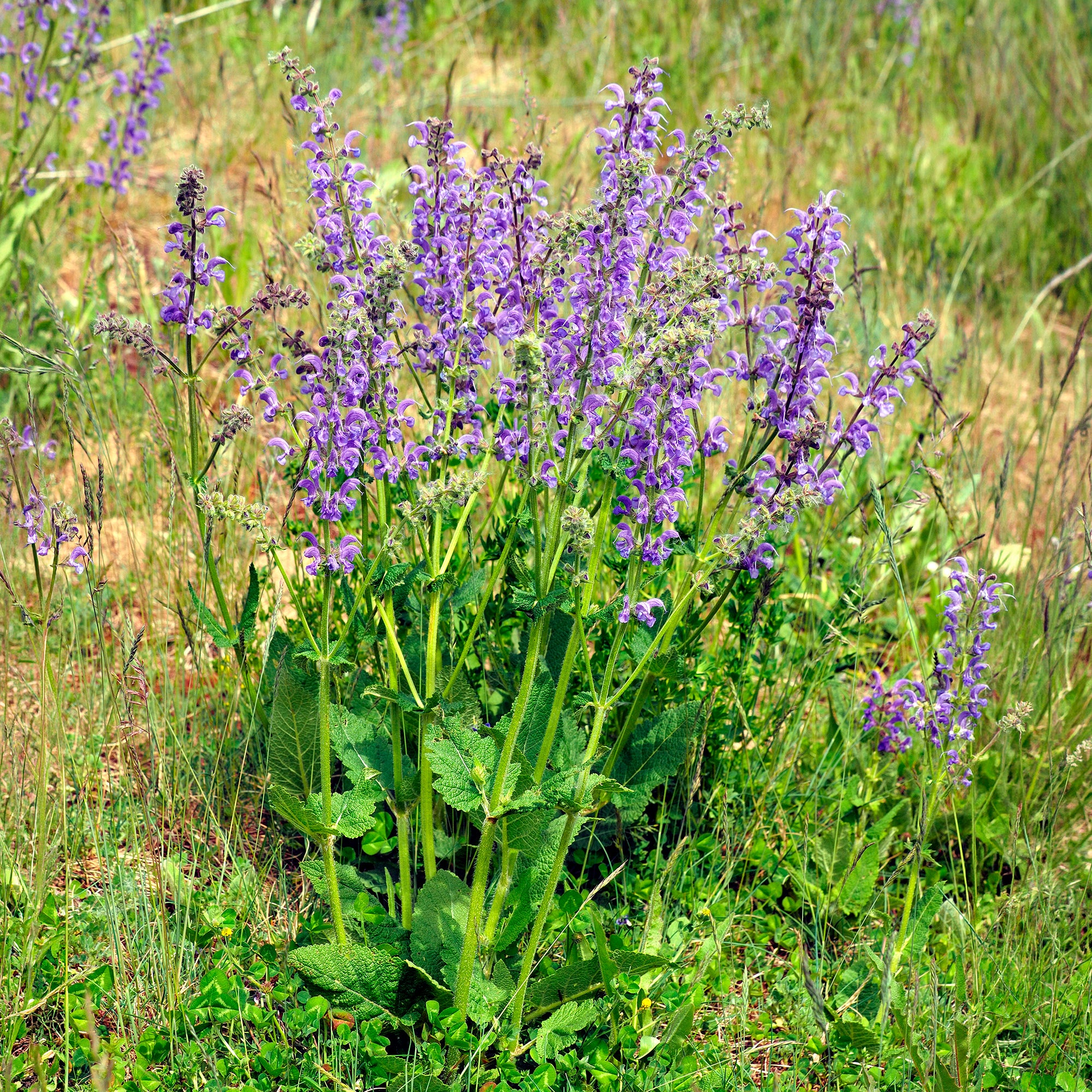 Bakker Sauge des prés violette vivace pot Ø 9 cm