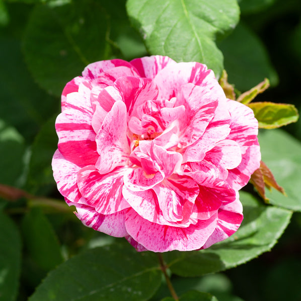 Bakker Rosier Ferdinand Pichard racine nue rose rayé