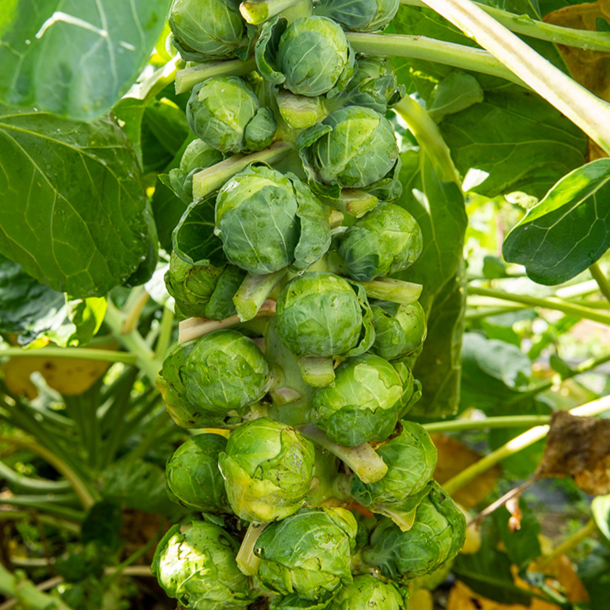 Bakker Potager et Graines Igor F1 chou Bruxelles 0,3 g