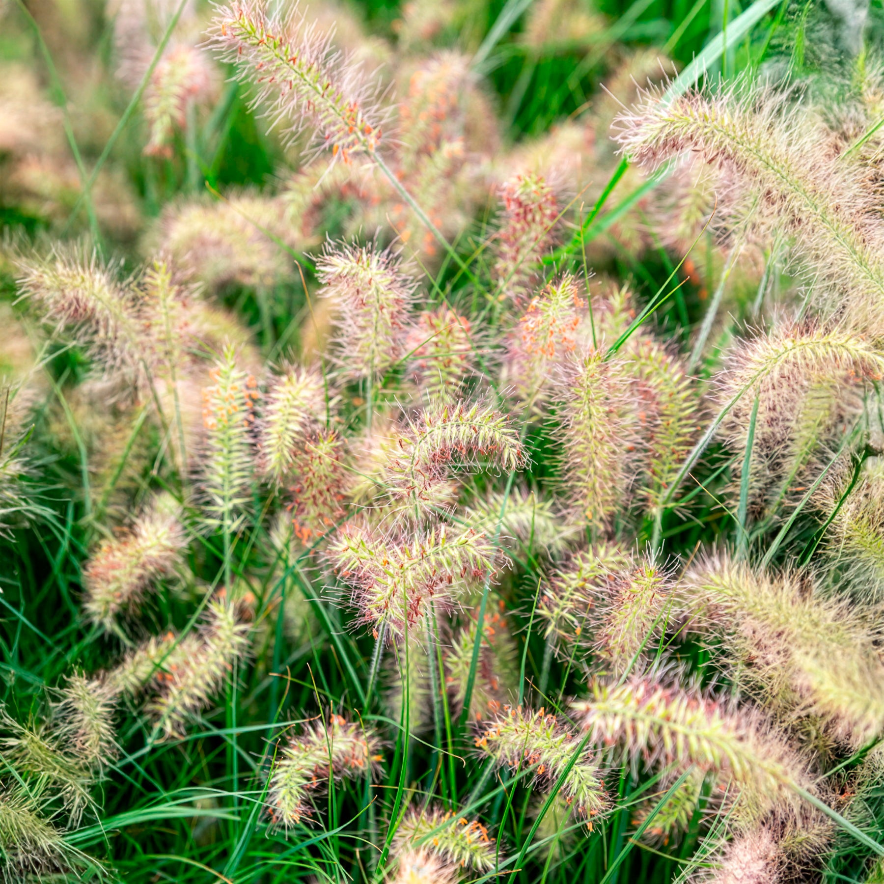 Bakker Pennisetum Little Bunny graminée naine beige pot 8cm