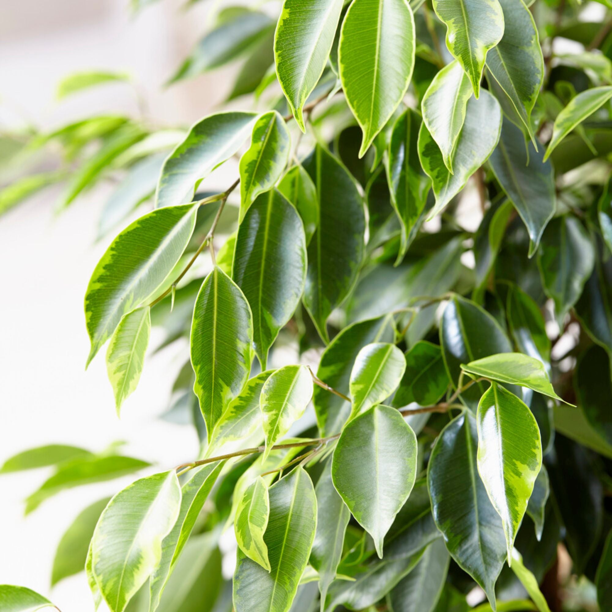 Bakker Ficus benjamina Anastasia plante pot 17cm 60-80cm