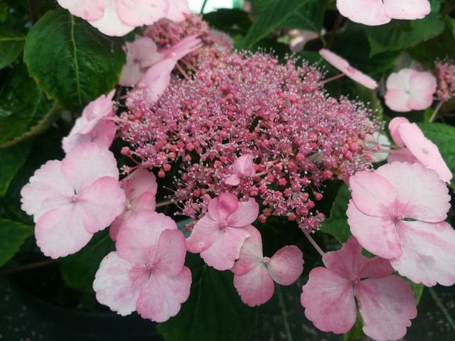 Les Hortensias du Haut Bois Klaveren hortensia macrophylla plates godet