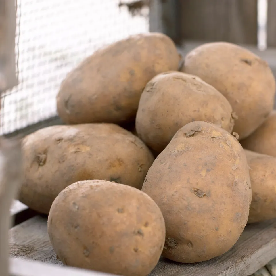 Bakker Pomme de terre Nicola plant potager les 25 plants