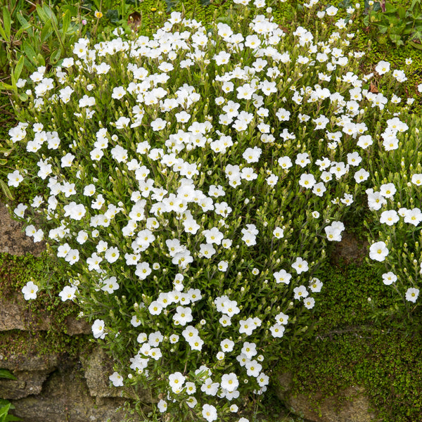 Bakker Sabline Mont Blanc plante vivace pot 8cm fleurs blanches