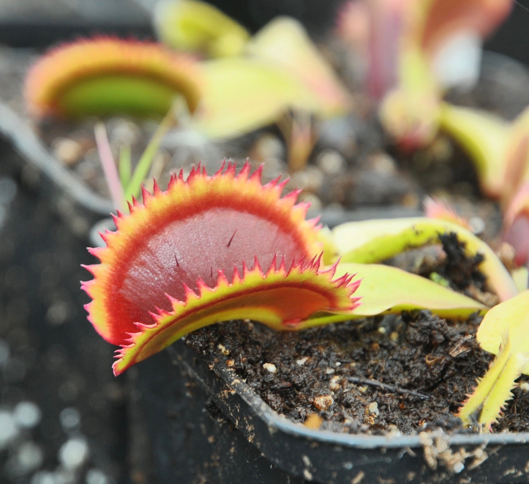Carniflore Dionée Sawtooth plante carnivore pièges ciselés