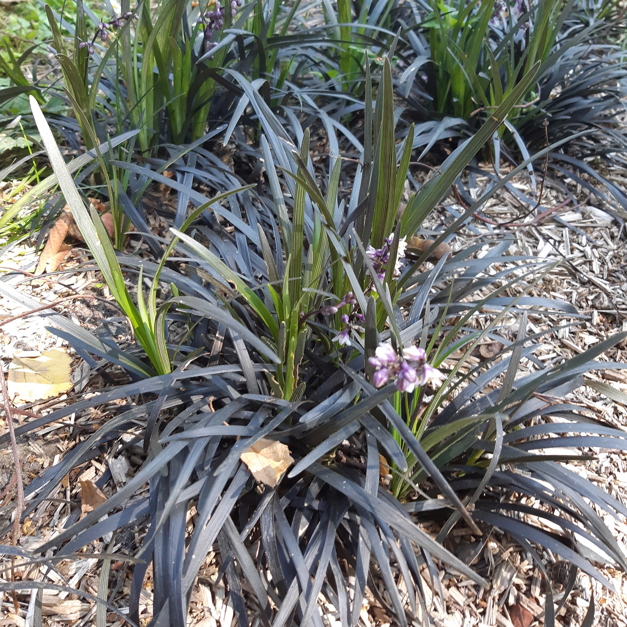 Bakker Ophiopogon Niger Couvre-sol feuillage noir Pot 8cm