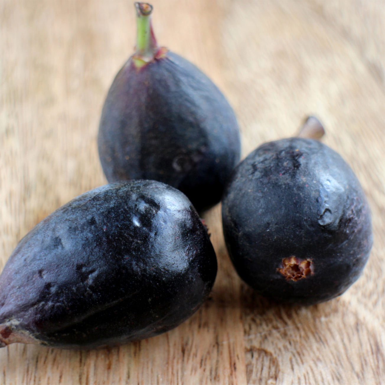 Bakker Figuier Noire de Caromb fruitier pot 3L bifère