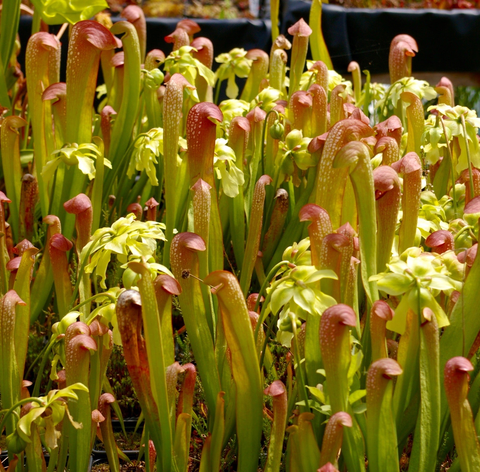 Carniflore Sarracenia minor plante carnivore chapeau casque