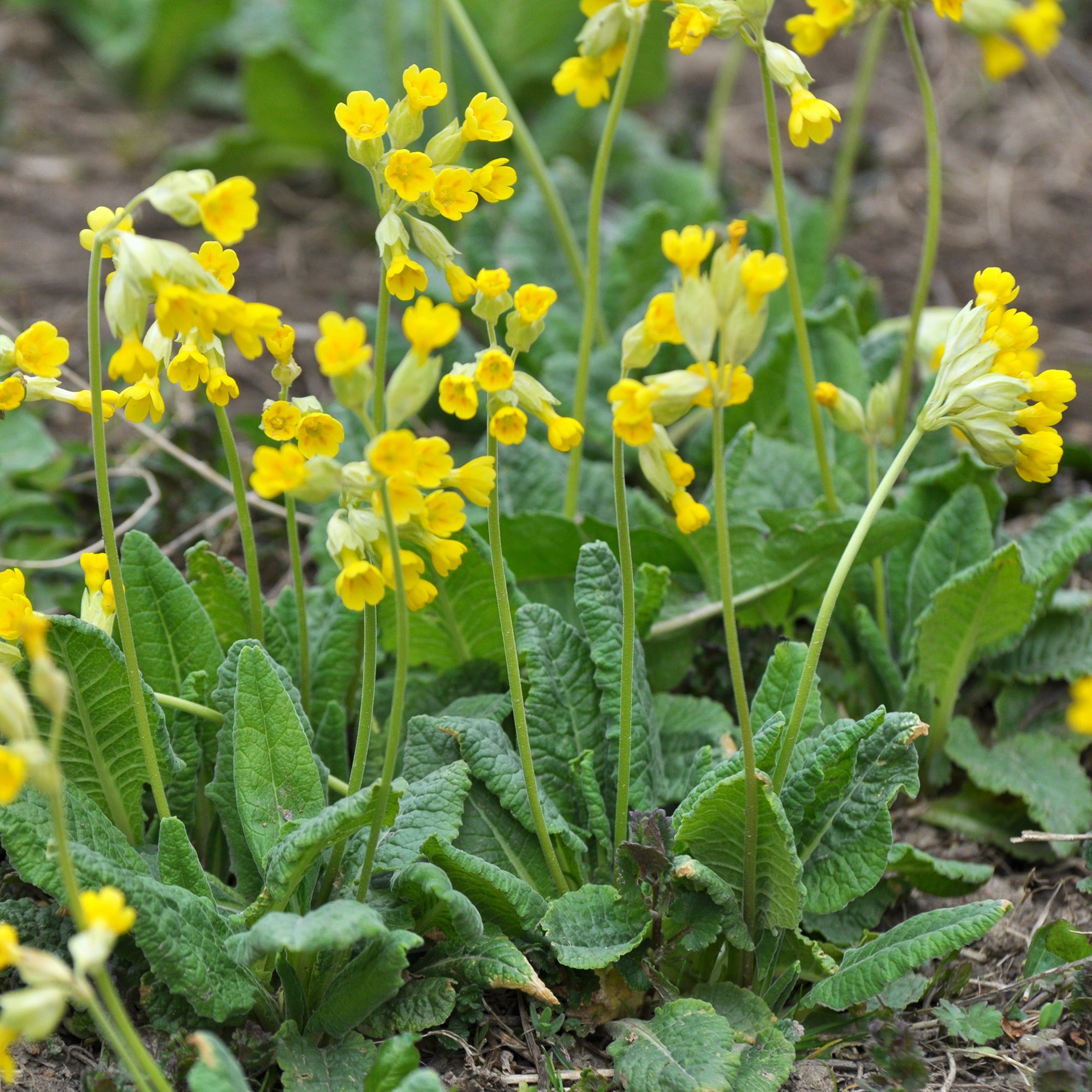 Bakker Primevère Coucou vivace pot 9cm fleurs jaunes