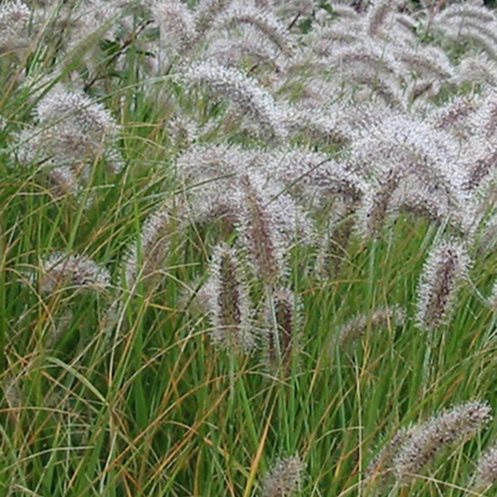 Bakker Pennisetum Herbe aux écouvillons graminée pot 9cm