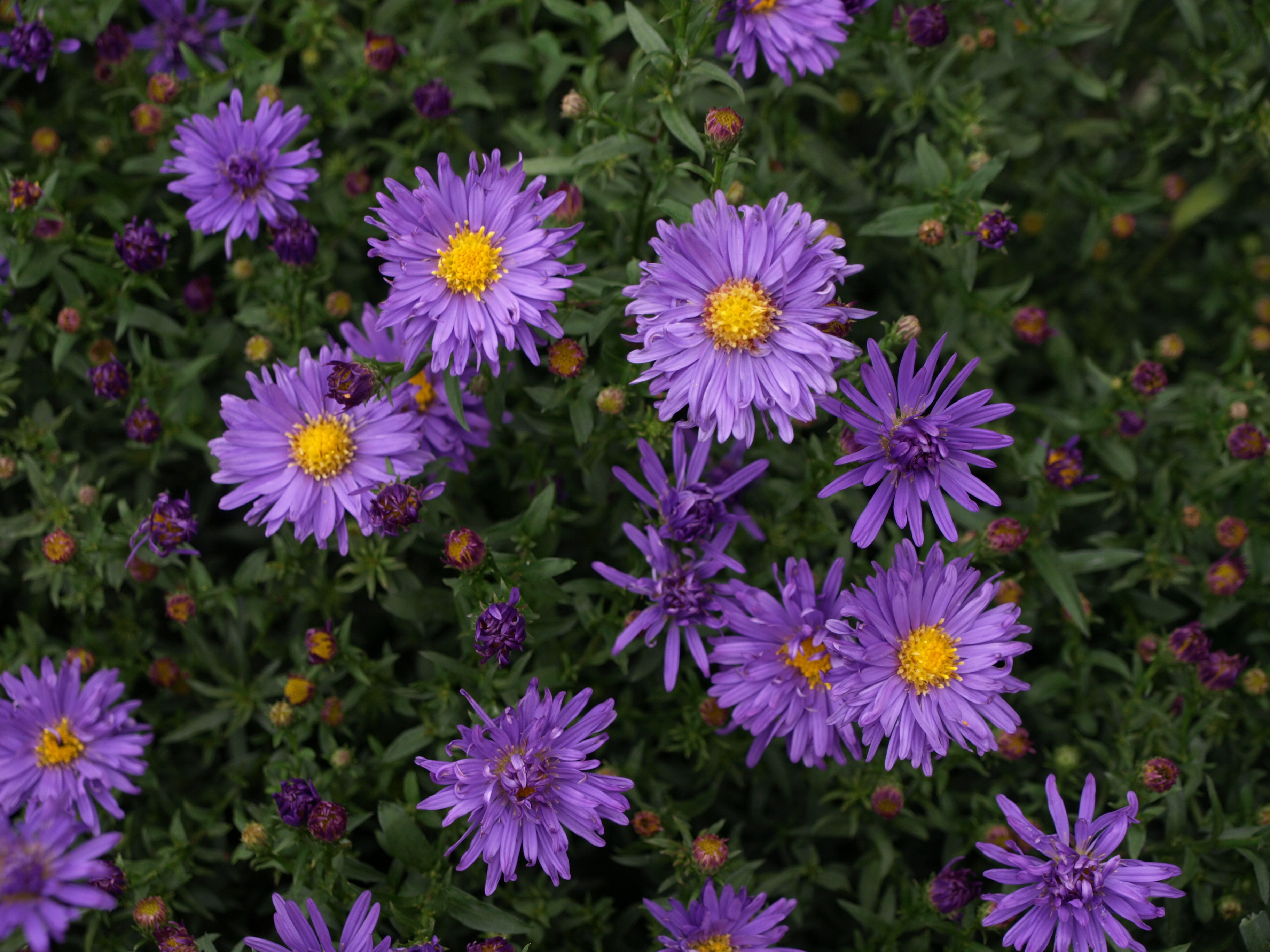 Passion Vivaces Aster Blaue Lagune plante de jardin godet bleu