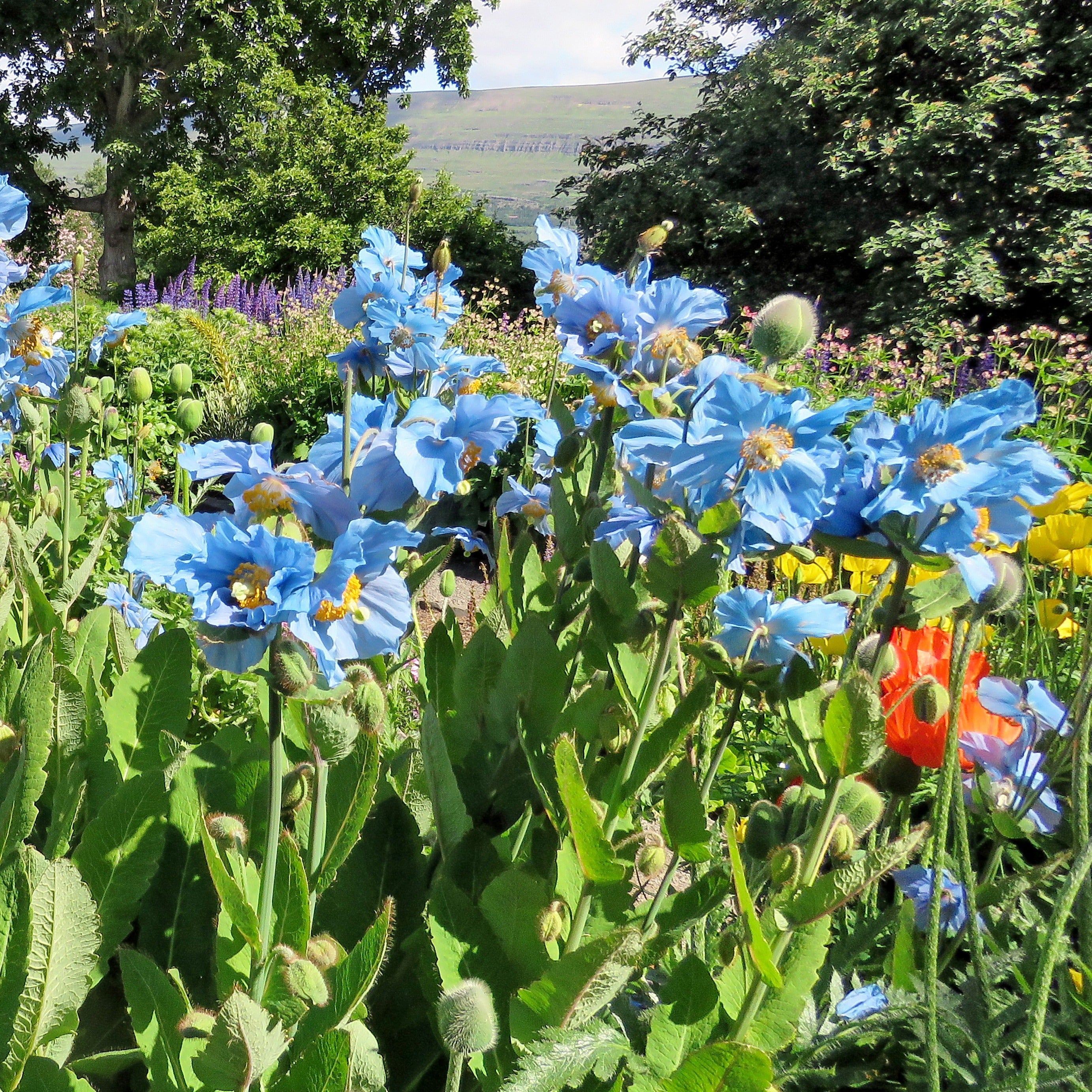 Bakker Plantes vivaces Pavot bleu Himalaya fleur bleue 2 pots