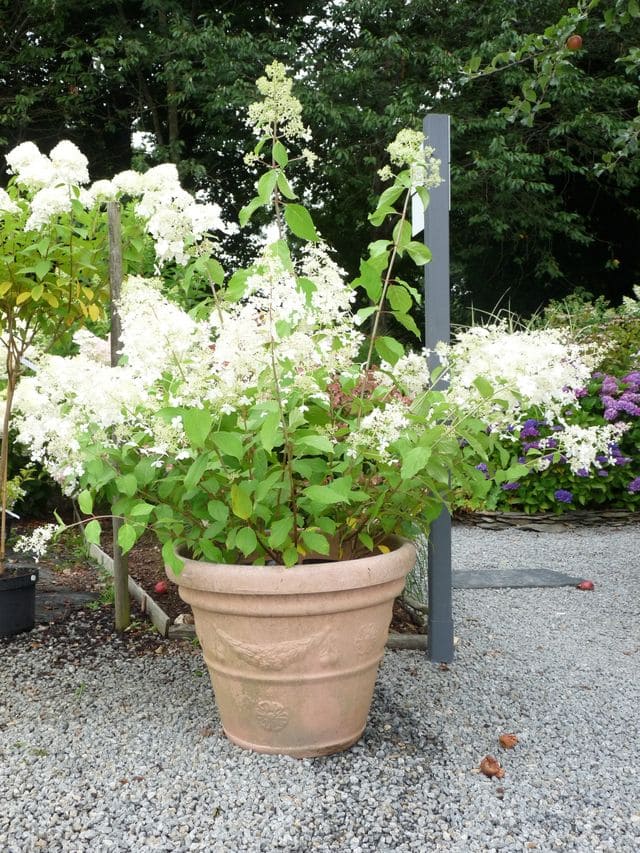 Les Hortensias du Haut Bois Brussels Lace hortensia paniculata godet