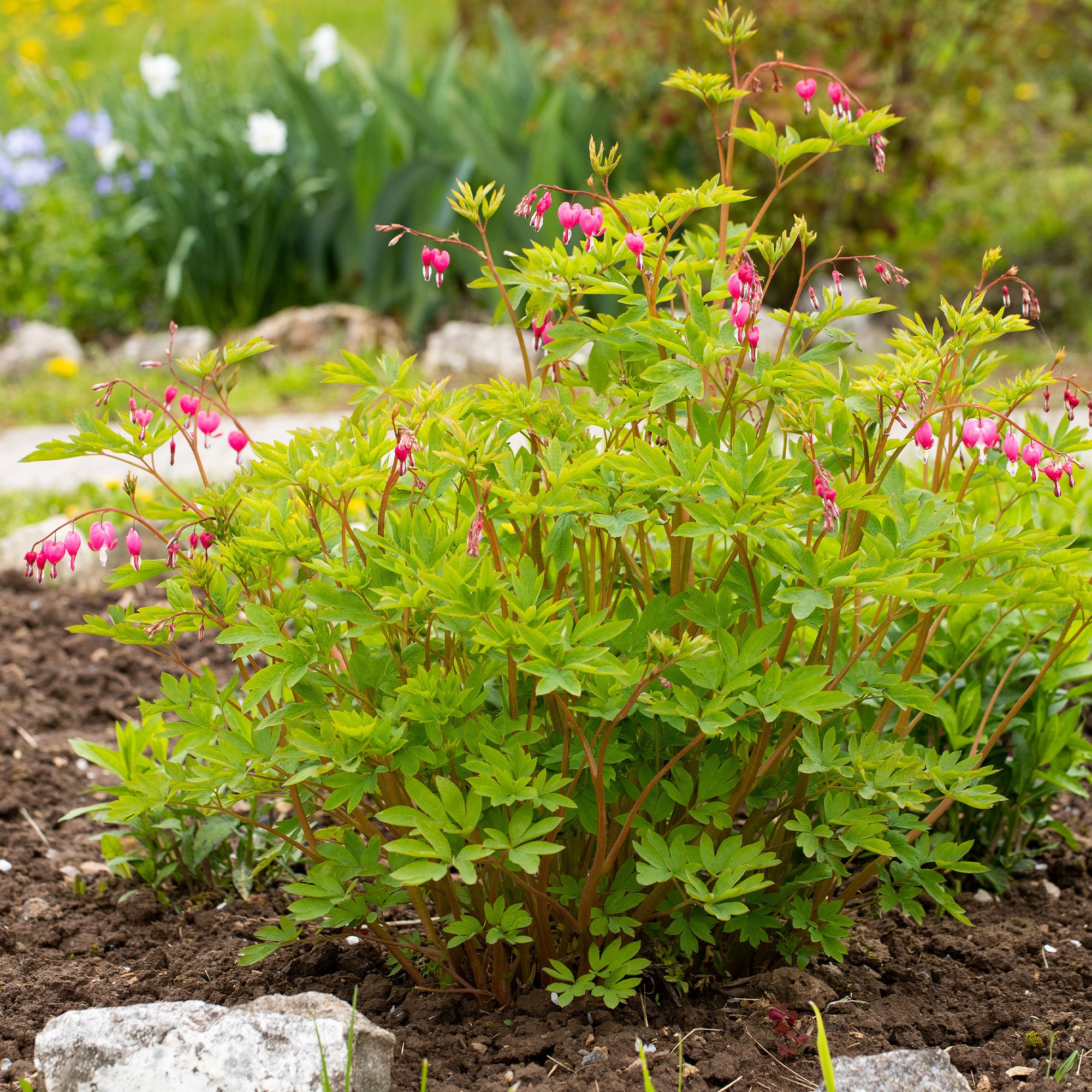 Bakker Cœur de Marie pot 9cm plante vivace rose