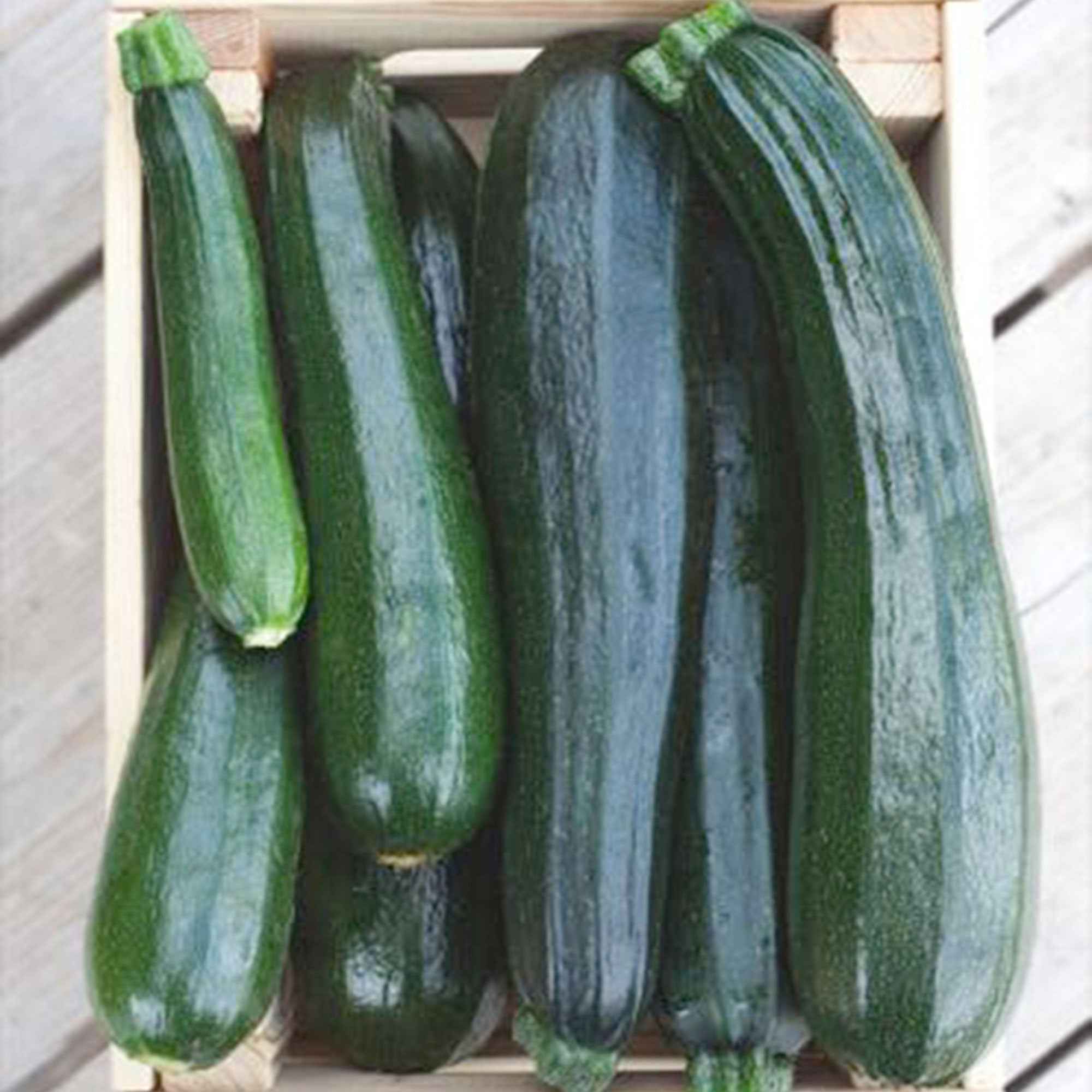 Bakker Courgette Black Beauty BIO graines sachet 1,7g