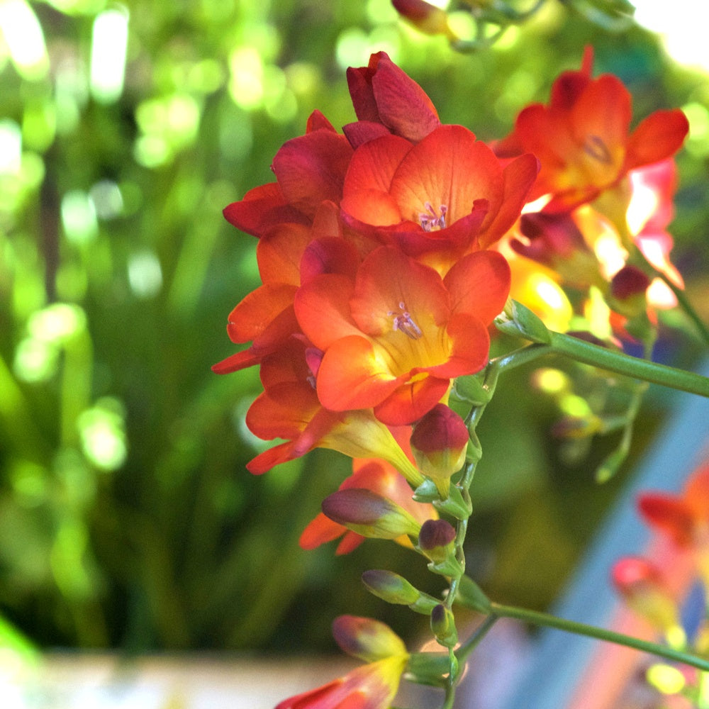 Bakker Freesia Simple Rouge bulbe fleur 15 bulbes parfumée