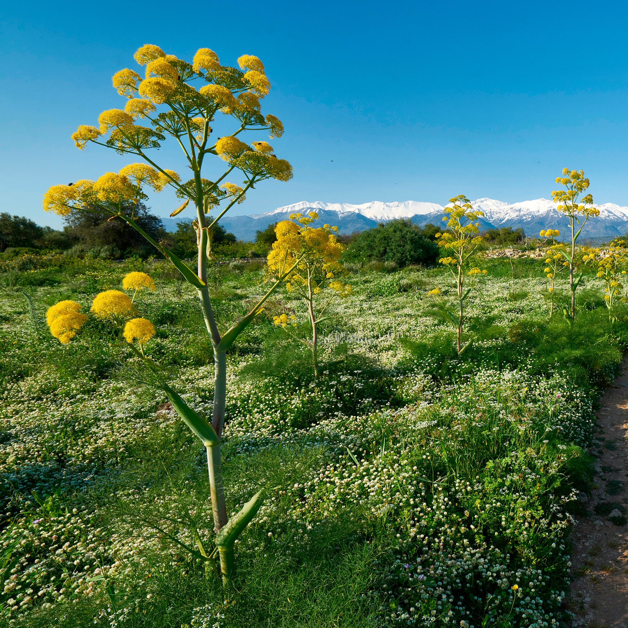 Bakker Férule commune plante d'extérieur pot 8cm jaune