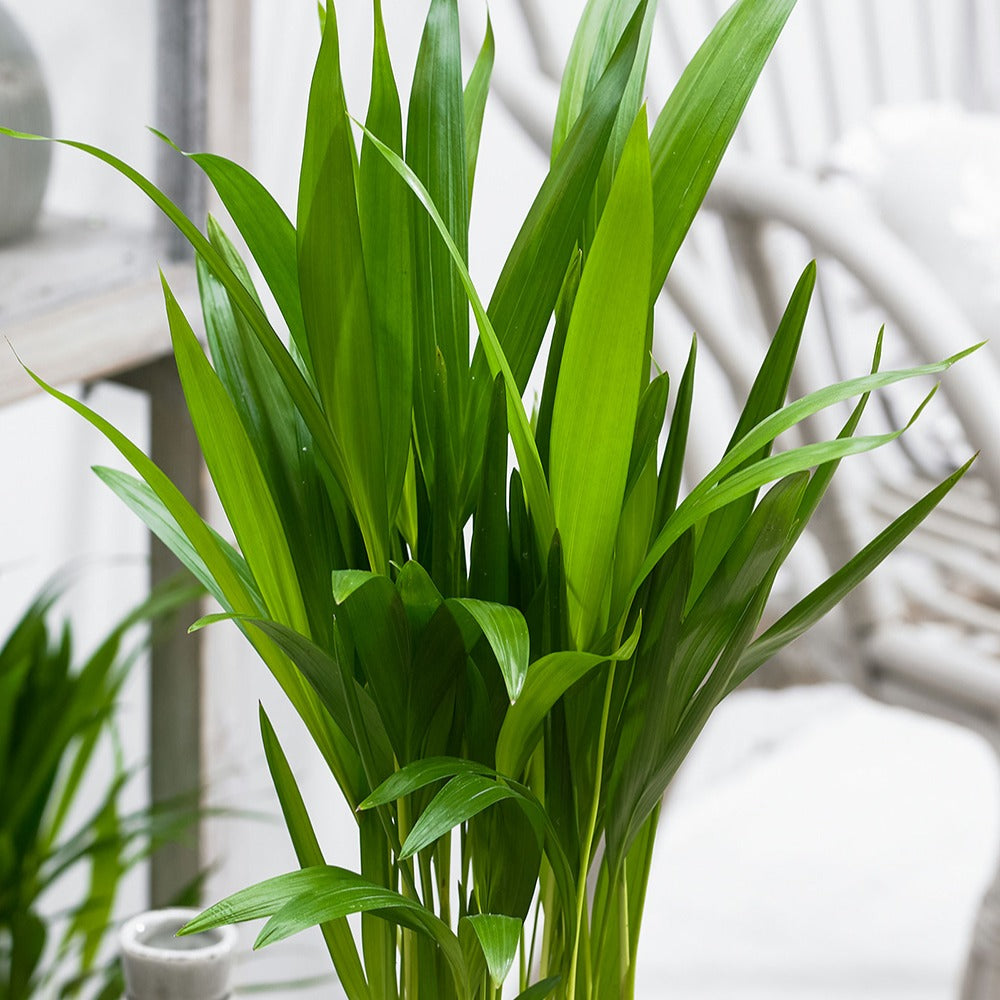 Bakker Areca palmier d'intérieur vert pot Ø12cm 25-35cm