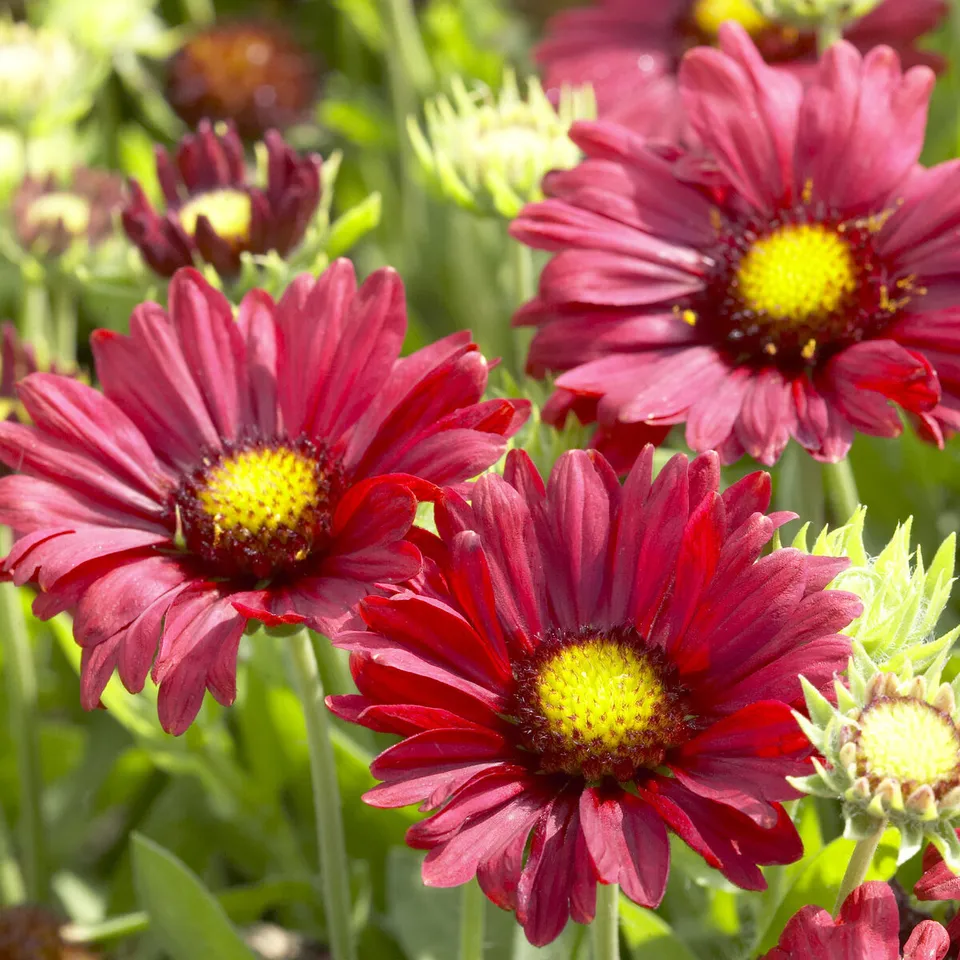 Bakker Gaillarde Bourgogne plante vivace pot 9cm rouge