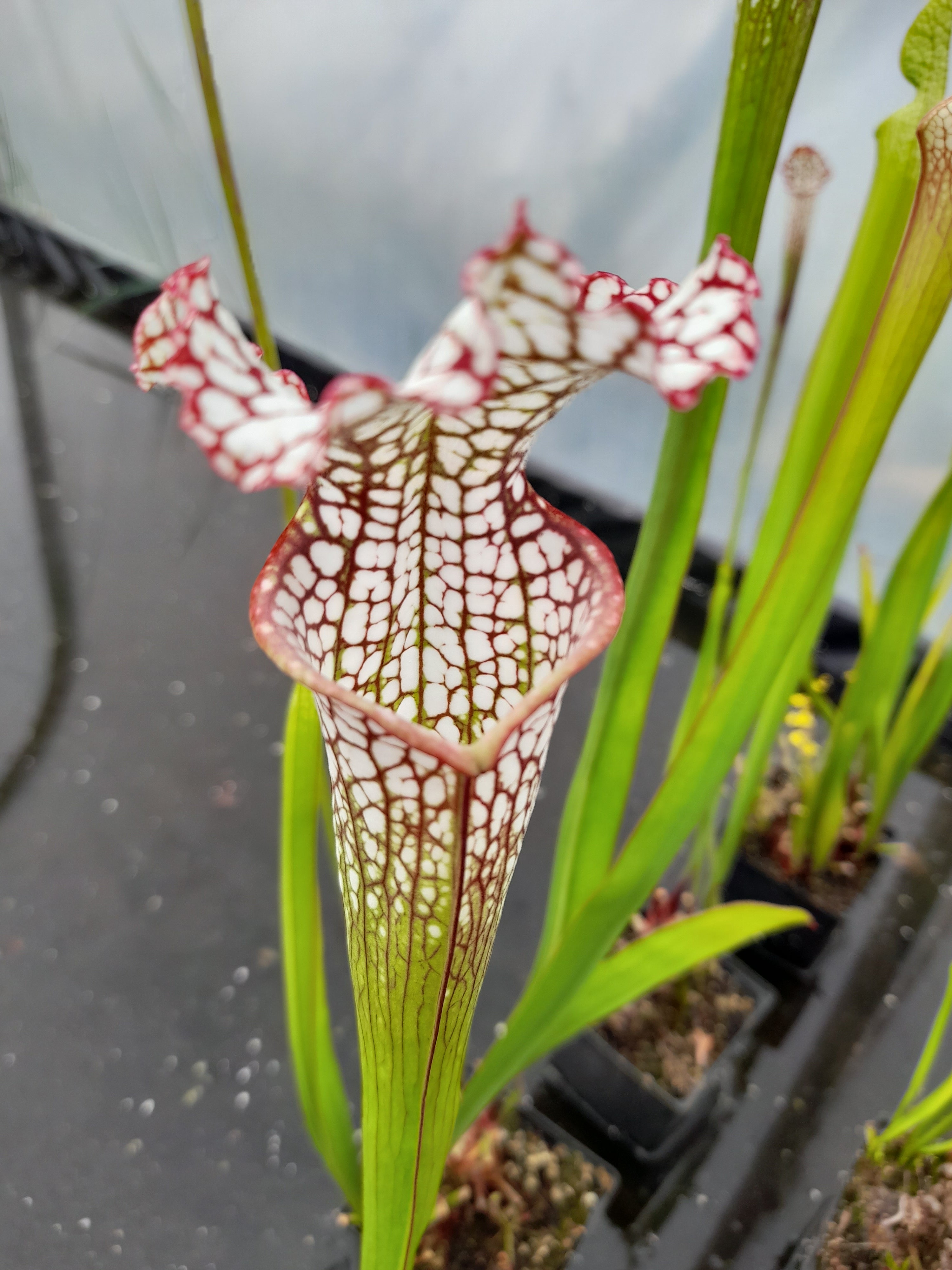 Carniflore Sarracenia leucophylla plante carnivore 1 point 70 cm