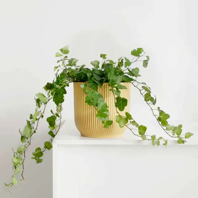 Bakker Lierre Hedera Wonder plante suspendue pot 13cm